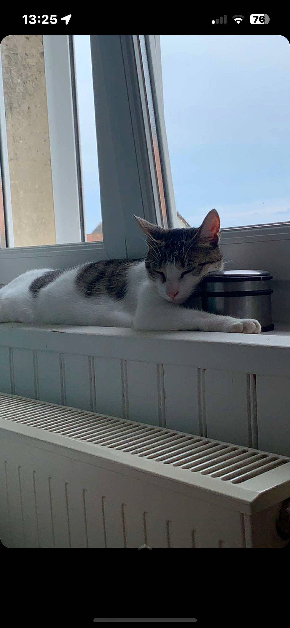 Mayto participe au concours pour gagner de l'argent avec cette photo : box, carnivore, cat, domestic_short_haired_cat, drawer, felidae, fur, mammal, room, sky, small_to_medium_sized_cats, tail, whiskers, window, wood