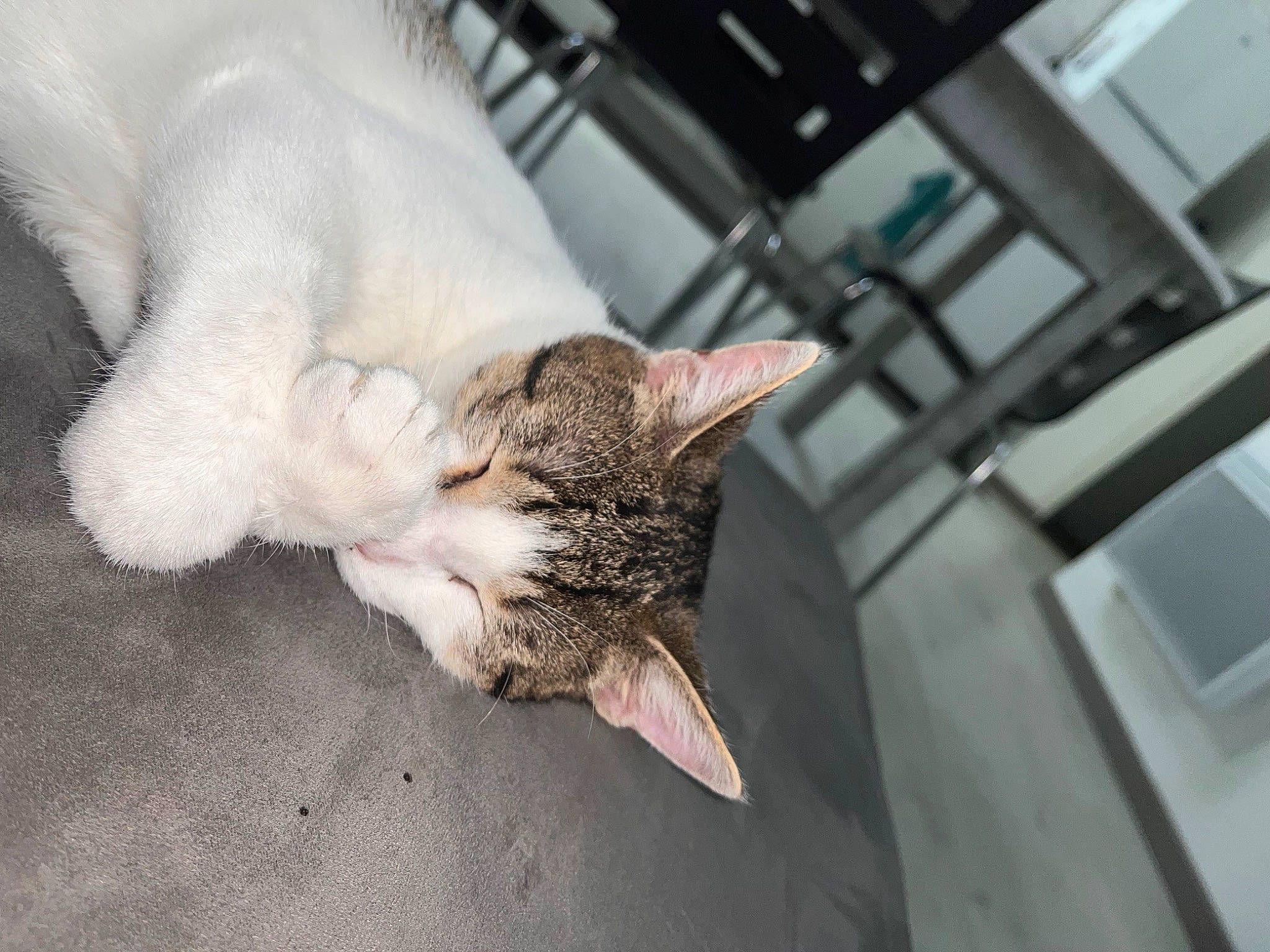 Mayto participe au concours pour gagner de l'argent avec cette photo : carnivore, cat, claw, comfort, domestic_short_haired_cat, felidae, fur, mammal, nap, paw, small_to_medium_sized_cats, tail, vertebrate, whiskers