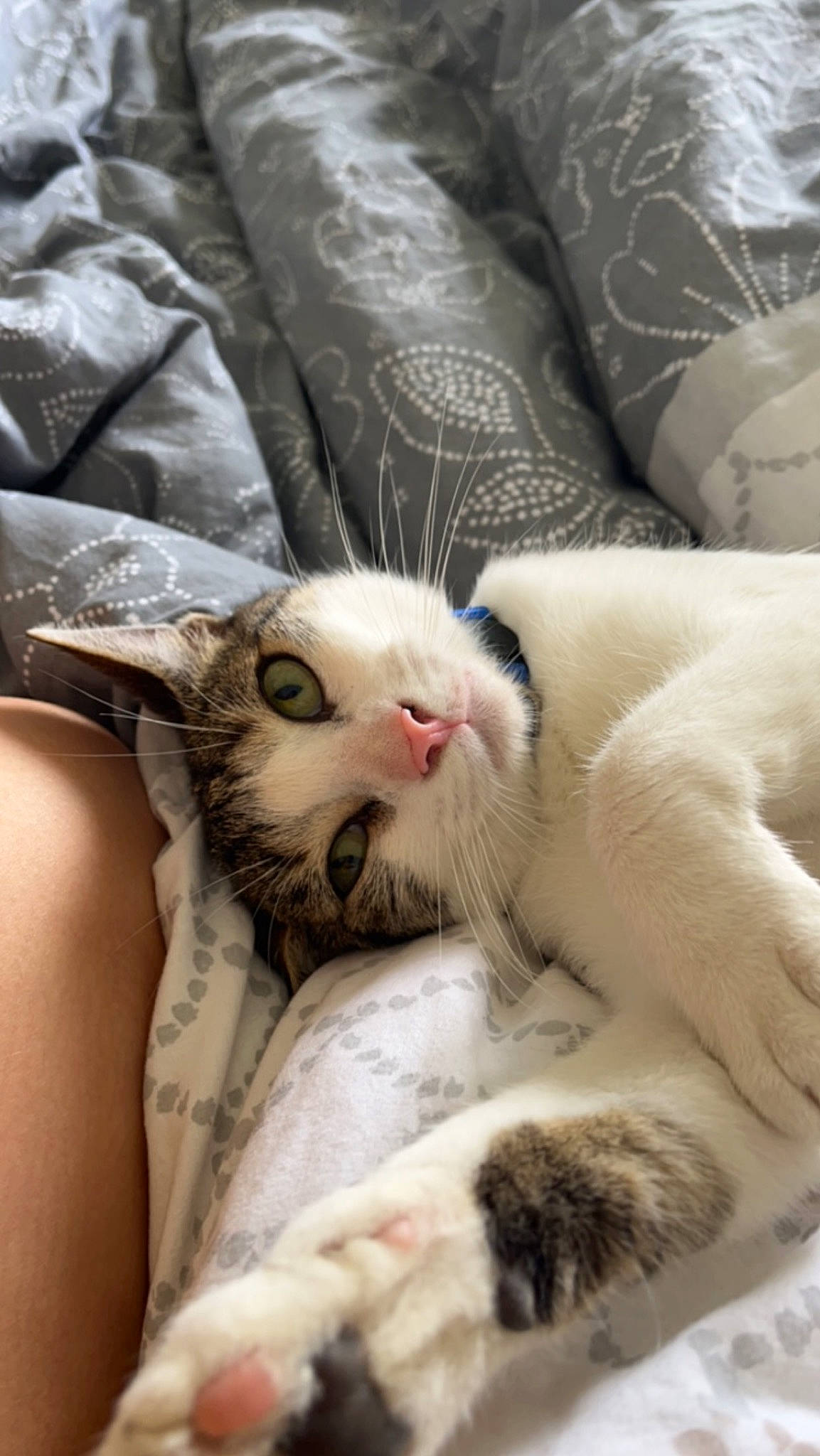 Mayto a rejoint le concours — aidez-le/la à gagner de superbes lots ! carnivore, cat, claw, comfort, domestic_short_haired_cat, fawn, felidae, foot, fur, linens, nap, paw, sleep, small_to_medium_sized_cats, snout, tail, whiskers