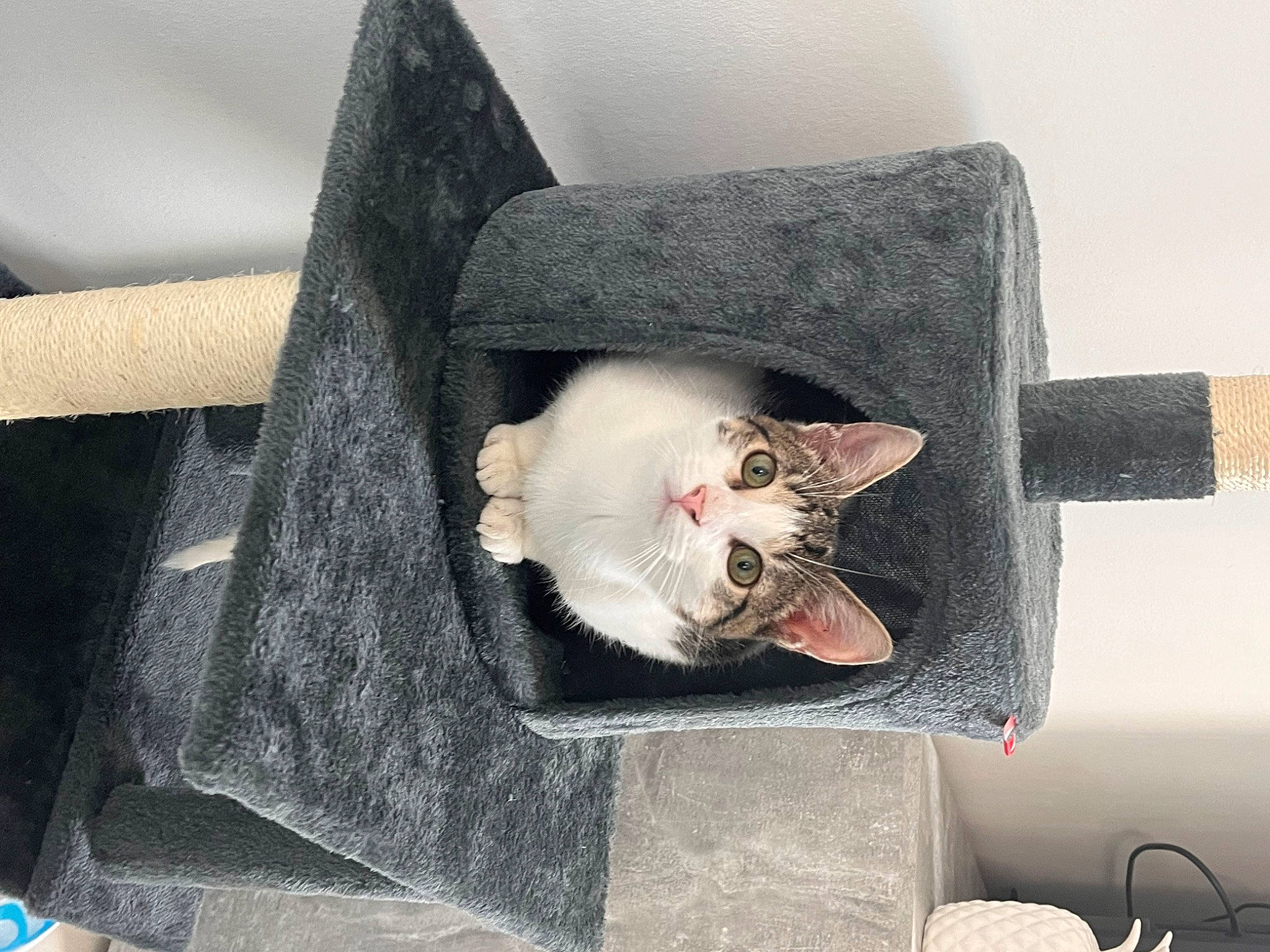 Mayto participe au concours pour gagner de l'argent avec cette photo : bag, box, cardboard, carnivore, cat, chair, comfort, couch, domestic_short_haired_cat, felidae, fur, grey, house, metal, room, sitting, small_to_medium_sized_cats, suitcase, tail, whiskers