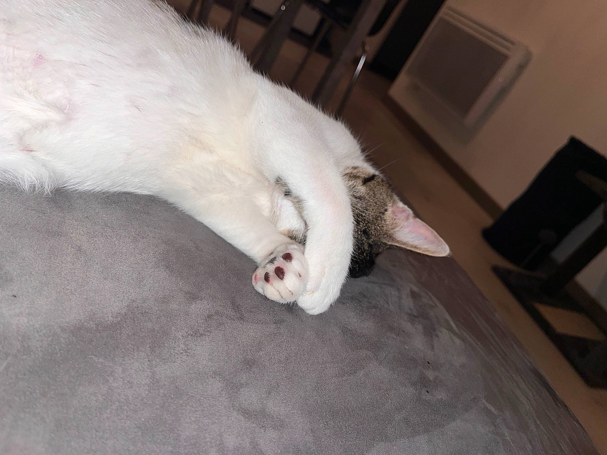 Mayto a rejoint le concours — aidez-le/la à gagner de superbes lots ! canidae, carnivore, cat, comfort, companion_dog, couch, dog_breed, fawn, felidae, flooring, foot, fur, hardwood, paw, small_to_medium_sized_cats, snout, sporting_group, tail, whiskers, wood