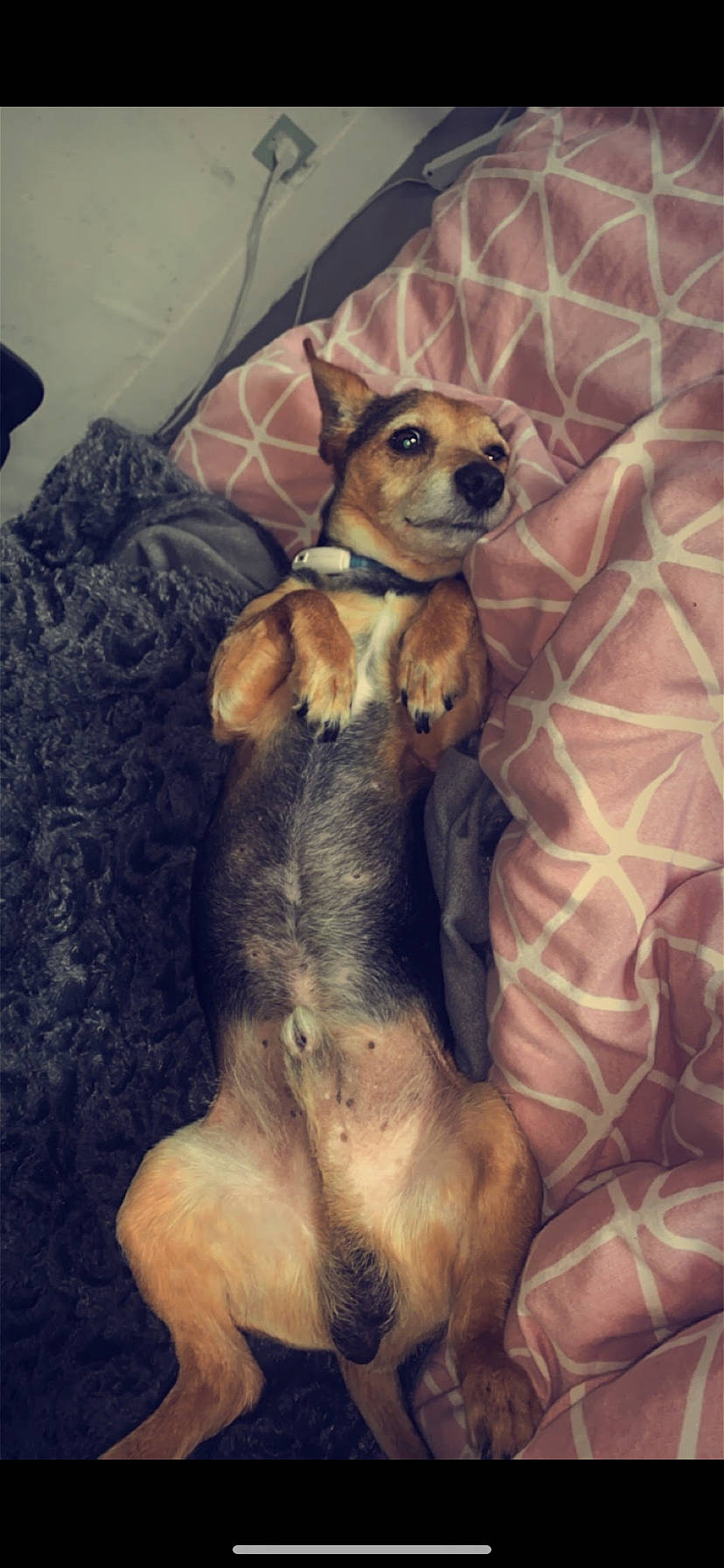 Gamin participe au concours pour gagner de l'argent avec cette photo : canidae, carnivore, chihuahua, comfort, companion_dog, dog, dog_bed, dog_breed, dog_supply, fawn, fur, liver, paw, snout, sporting_group, tail, terrestrial_animal, toy_dog, whiskers, working_animal