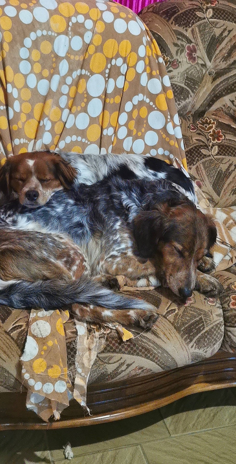 Bella a rejoint le concours — aidez-le/la à gagner de superbes lots ! book, canidae, carnivore, comfort, companion_dog, couch, dog, dog_breed, dog_supply, fawn, fur, linens, liver, mammal, publication, spaniel, sporting_group, studio_couch, toy_dog, vertebrate