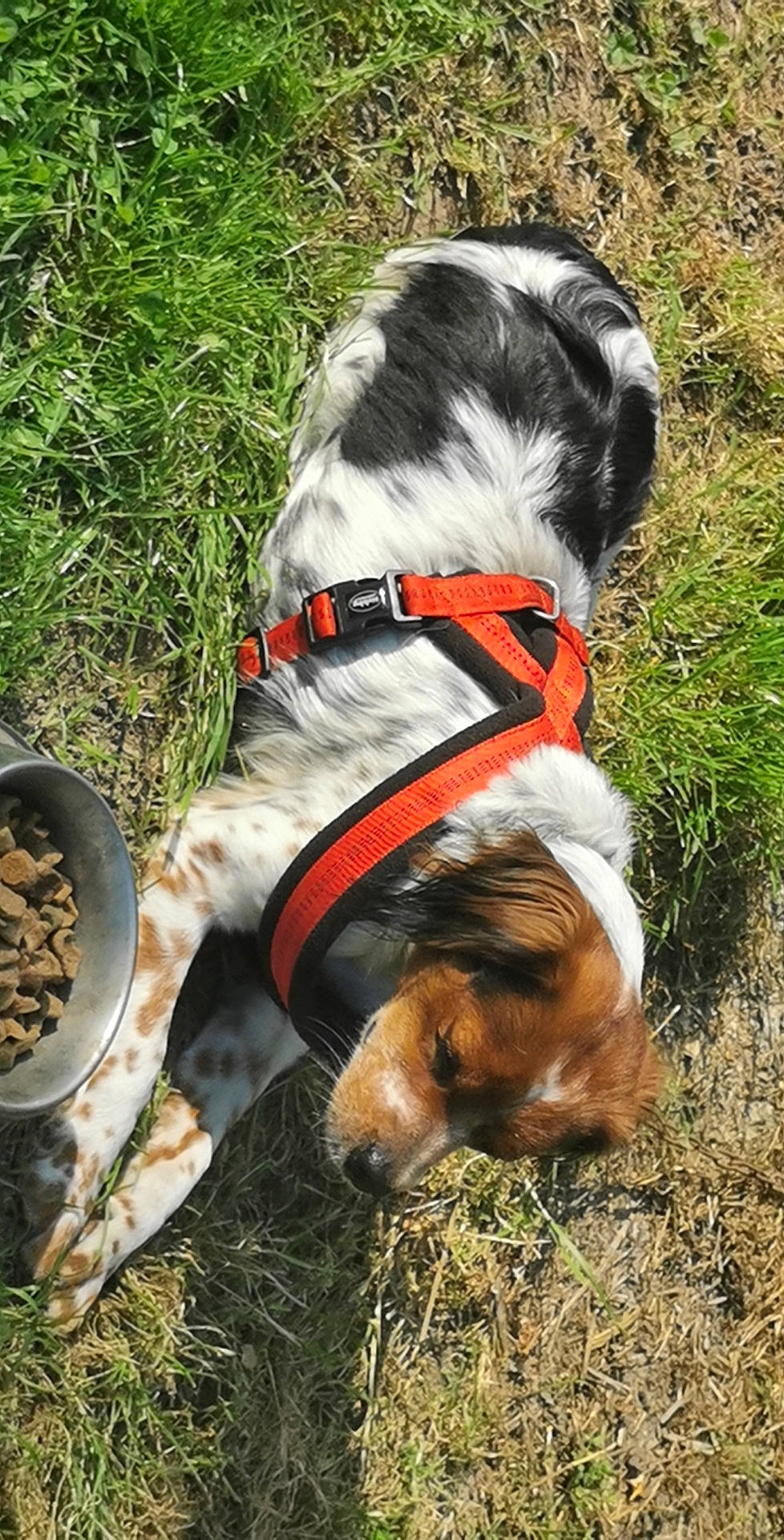 Bella participe au concours pour gagner de l'argent avec cette photo : canidae, carnivore, collar, companion_dog, dog, dog_breed, dog_clothes, dog_collar, dog_supply, fashion_accessory, fawn, grass, leash, pet_supply, plant, snout, sporting_group, tail, terrier, working_animal