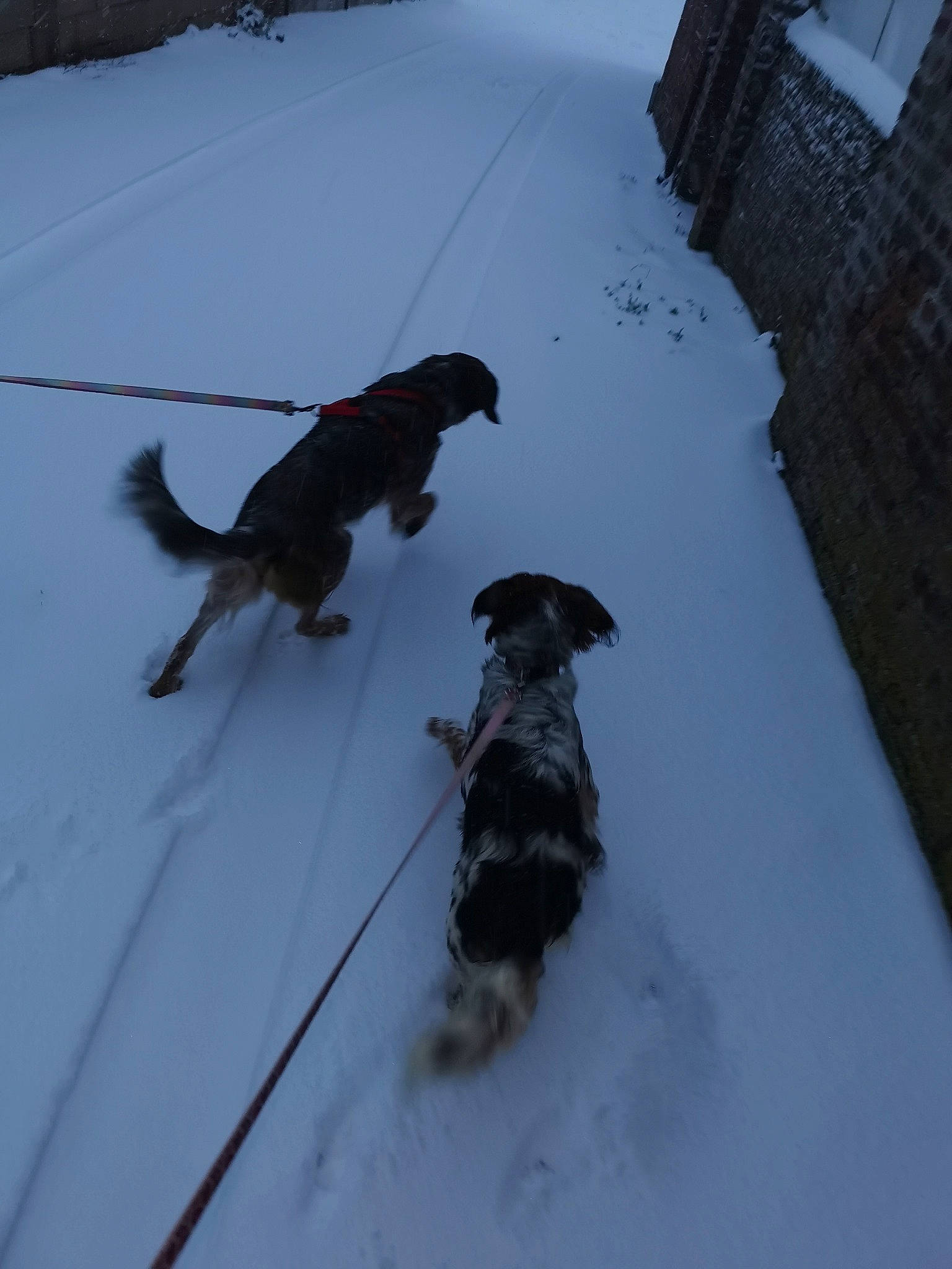 Pipelette a rejoint le concours — aidez-le/la à gagner de superbes lots ! canidae, carnivore, collar, dog, dog_breed, dog_collar, freezing, fur, geological_phenomenon, leash, pet_supply, recreation, shadow, slope, snow, sporting_group, tail, vertebrate, window, winter