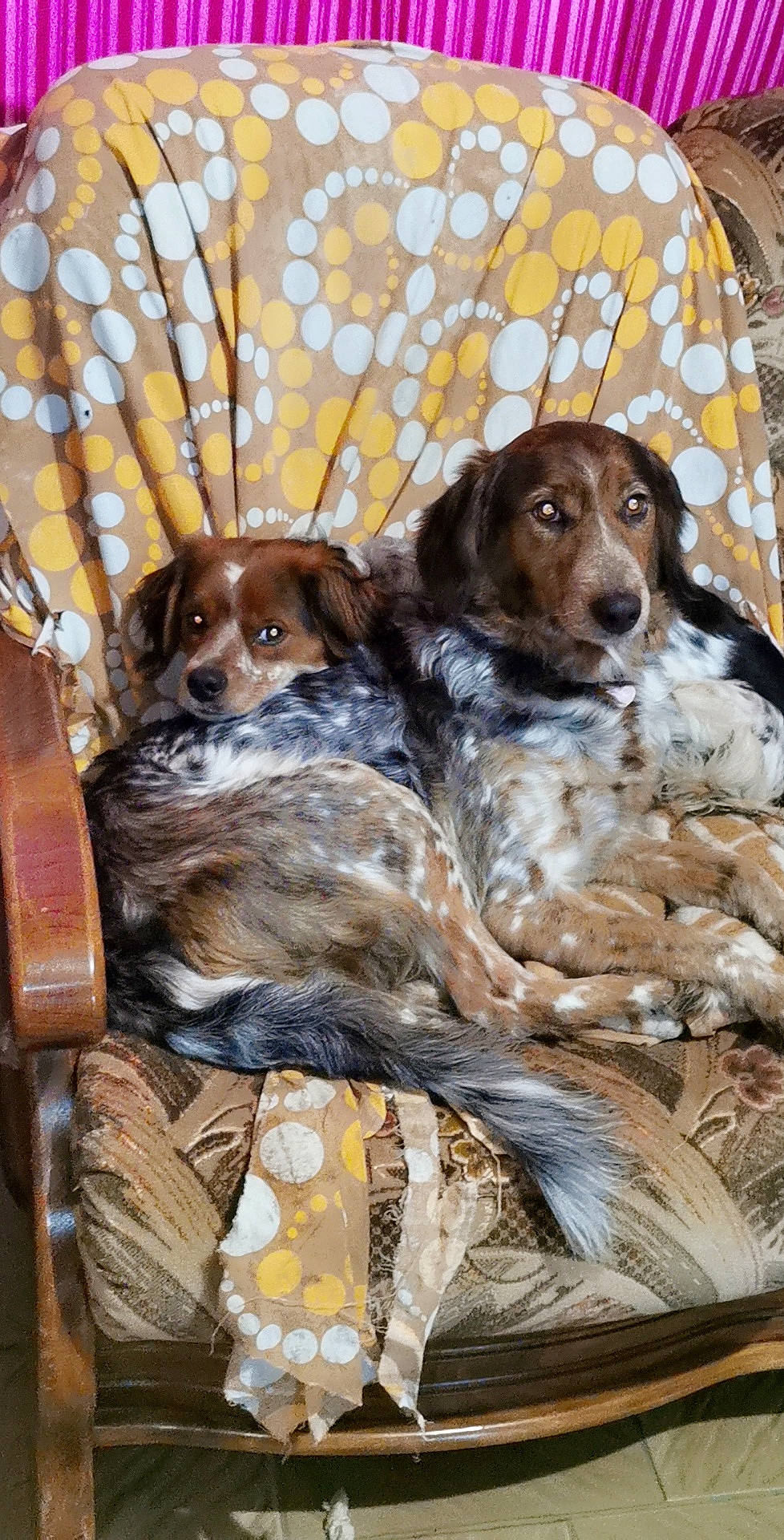 Pipelette participe au concours pour gagner de l'argent avec cette photo : art, brown, canidae, carnivore, cocker_spaniel, companion_dog, dog, dog_breed, drawing, fawn, fur, gun_dog, hound, king_charles_spaniel, liver, mammal, painting, puppy, spaniel, sporting_group