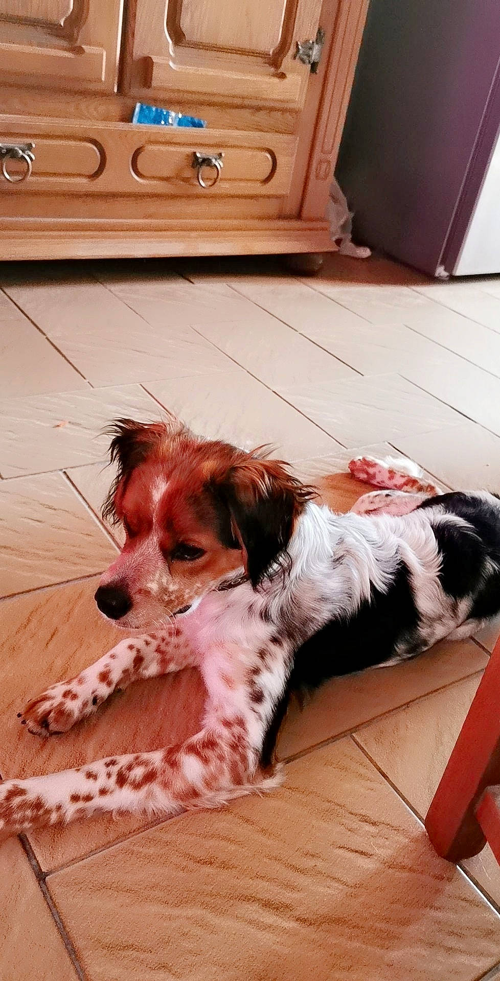 Pipelette a rejoint le concours — aidez-le/la à gagner de superbes lots ! cabinetry, carnivore, chest_of_drawers, comfort, companion_dog, dog, dog_breed, dog_supply, drawer, fawn, flooring, fur, hardwood, laundry_room, liver, snout, spaniel, terrier, toy_dog, wood