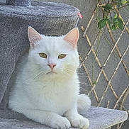 Guerlain a rejoint le concours — aidez-le/la à gagner de superbes lots ! cat, white_cat, pet, animal, feline, fluffy, fur, green_eyes, pink_nose, whiskers, ears, paws, sitting, portrait, close_up, indoors, cat_tree, scratching_post, houseplant, gray_background