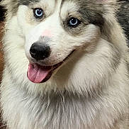 Gabby joined the competition — help win amazing prizes! animal, blue_eyes, canine, close_up, cute, dog, domestic, ears, face, fluffy, furry, happy, husky, indoor, mammal, pet, portrait, smiling, tongue_out, wooden_floor