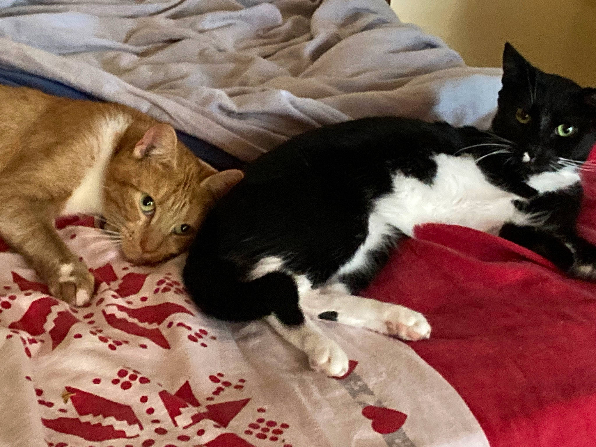 Leeloo participe au concours pour gagner de l'argent avec cette photo : carnivore, cat, cat_supply, claw, comfort, domestic_short_haired_cat, felidae, fur, lap, linens, paw, small_to_medium_sized_cats, snout, tail, whiskers