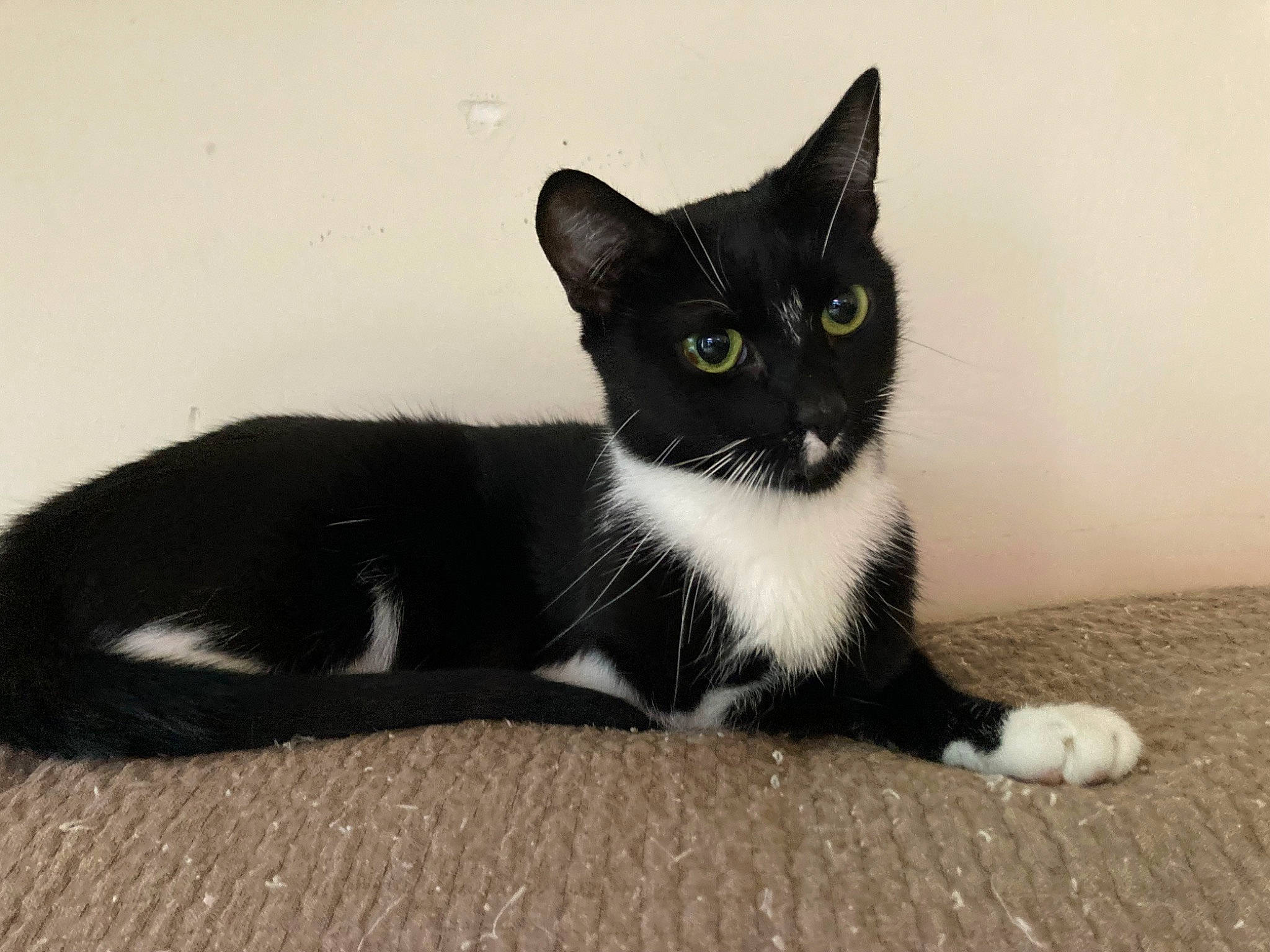 Leeloo a rejoint le concours — aidez-le/la à gagner de superbes lots ! black_cat, carnivore, cat, comfort, domestic_short_haired_cat, felidae, foot, fur, grey, monochrome_photography, paw, sitting, small_to_medium_sized_cats, tail, terrestrial_animal, whiskers