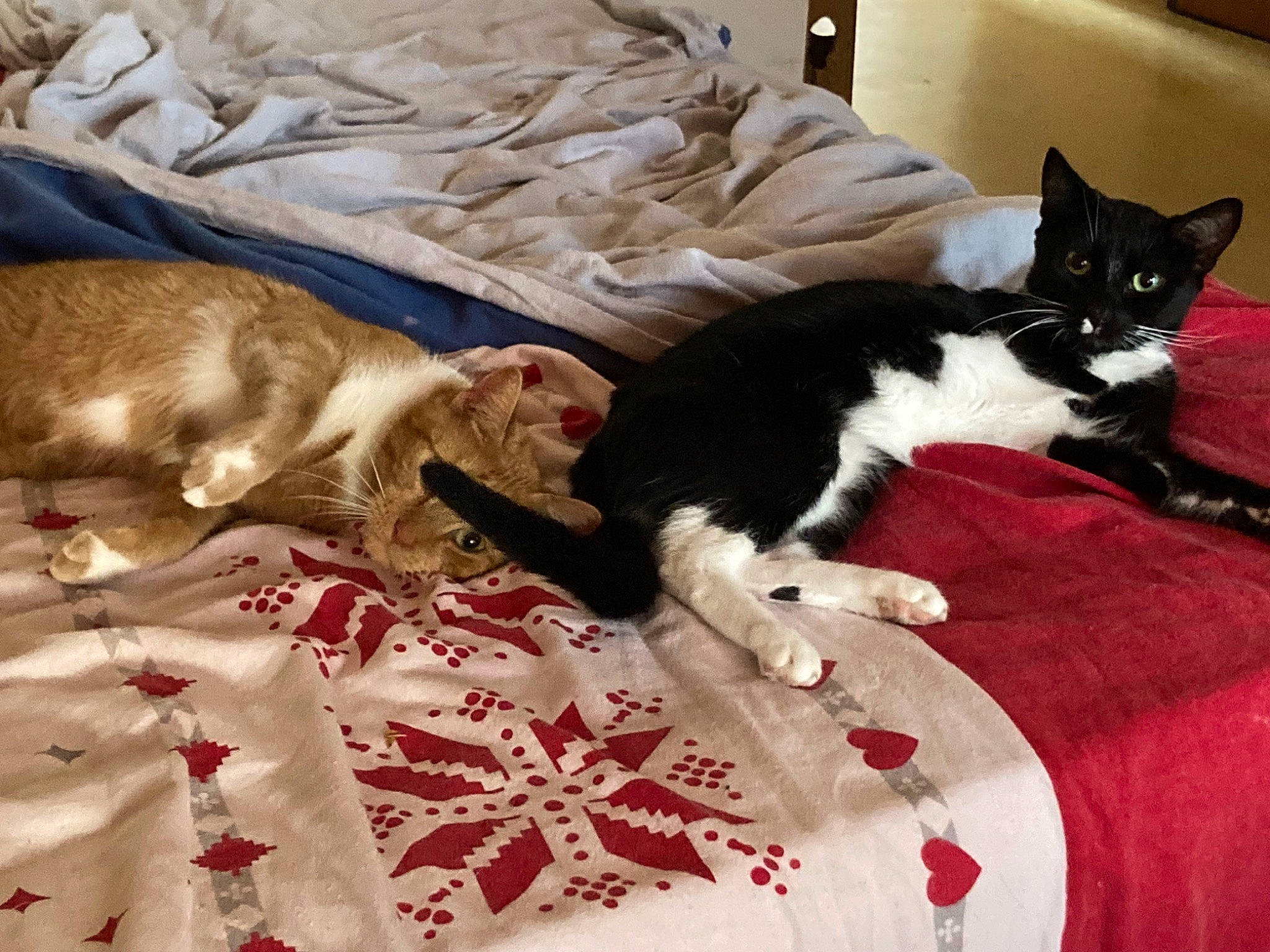 Leeloo participe au concours pour gagner de l'argent avec cette photo : bed, bed_sheet, bedding, canidae, carnivore, cat, comfort, companion_dog, domestic_short_haired_cat, felidae, flooring, fur, linens, room, small_to_medium_sized_cats, sporting_group, tail, textile, whiskers, white