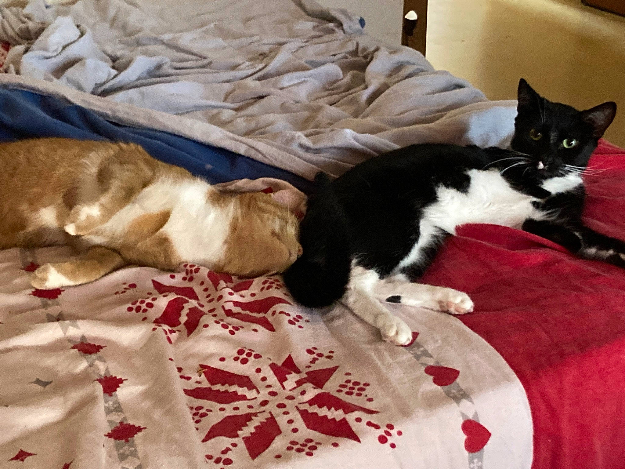 Leeloo a rejoint le concours — aidez-le/la à gagner de superbes lots ! bed, bedding, canidae, carnivore, cat, comfort, companion_dog, couch, dog_breed, domestic_short_haired_cat, felidae, flooring, fur, lamp, linens, small_to_medium_sized_cats, sporting_group, tail, textile, whiskers