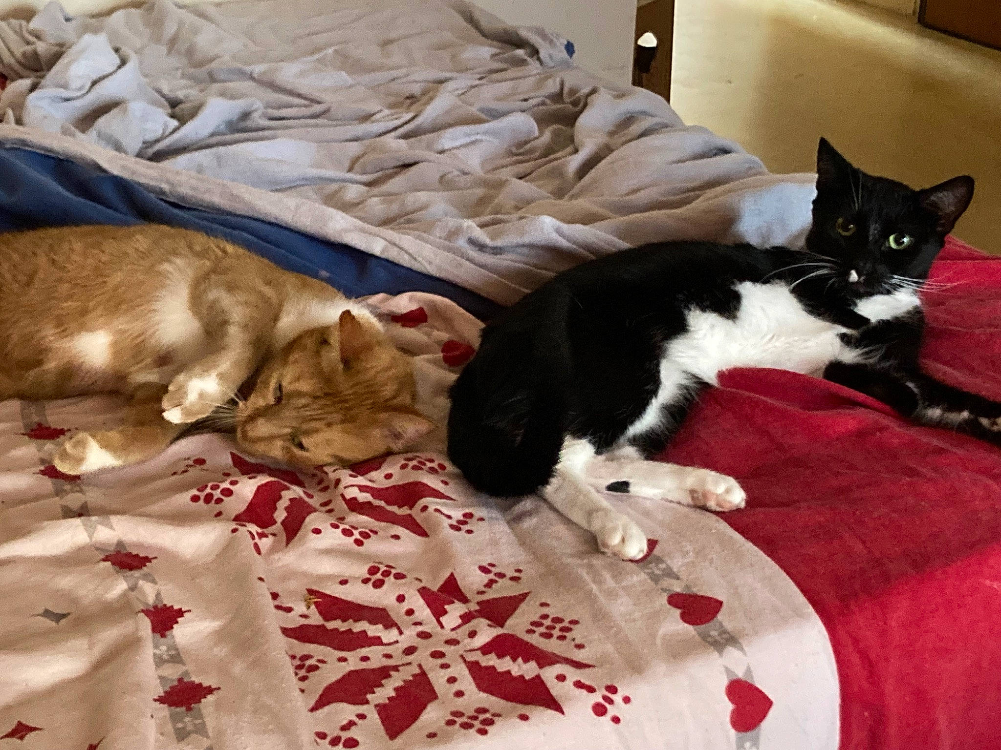 Leeloo a rejoint le concours — aidez-le/la à gagner de superbes lots ! bed, bed_sheet, bedding, bedroom, blanket, carnivore, cat, comfort, domestic_short_haired_cat, felidae, flooring, fur, linens, nap, room, small_to_medium_sized_cats, tail, textile, whiskers