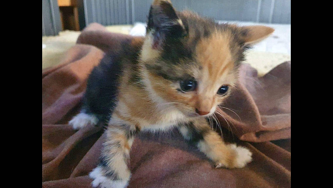 Myna a rejoint le concours — aidez-le/la à gagner de superbes lots ! carnivore, cat, claw, domestic_short_haired_cat, eye, fawn, felidae, flooring, fur, paw, small_to_medium_sized_cats, snout, tail, terrestrial_animal, whiskers