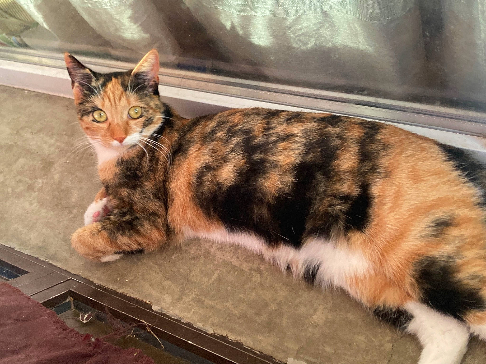 Myna a rejoint le concours — aidez-le/la à gagner de superbes lots ! carnivore, cat, comfort, domestic_short_haired_cat, felidae, fur, paw, small_to_medium_sized_cats, tail, terrestrial_animal, whiskers