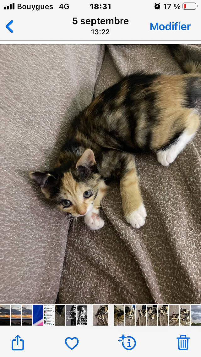 Myna a rejoint le concours — aidez-le/la à gagner de superbes lots ! carnivore, cat, domestic_short_haired_cat, felidae, font, fur, organism, paw, photo_caption, photograph, photography, rectangle, small_to_medium_sized_cats, snapshot, snout, tail, terrestrial_animal, whiskers