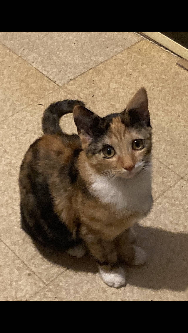 Myna a rejoint le concours — aidez-le/la à gagner de superbes lots ! carnivore, cat, claw, domestic_short_haired_cat, door, eye, fawn, felidae, fur, paw, photo_caption, sitting, small_to_medium_sized_cats, snout, tail, terrestrial_animal, whiskers, window