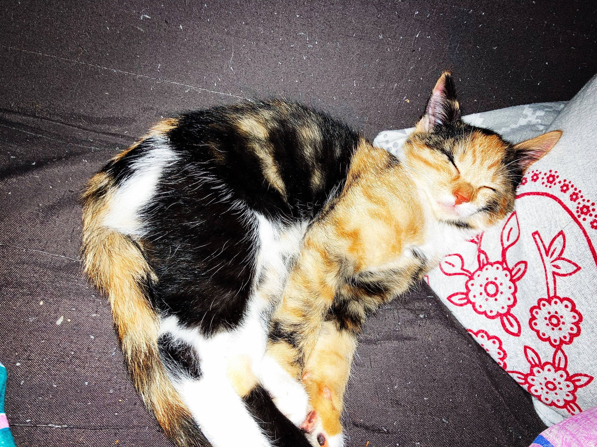 Myna participe au concours pour gagner de l'argent avec cette photo : carnivore, cat, claw, comfort, domestic_short_haired_cat, felidae, fur, grass, linens, nap, paw, small_to_medium_sized_cats, snout, tail, terrestrial_animal, whiskers