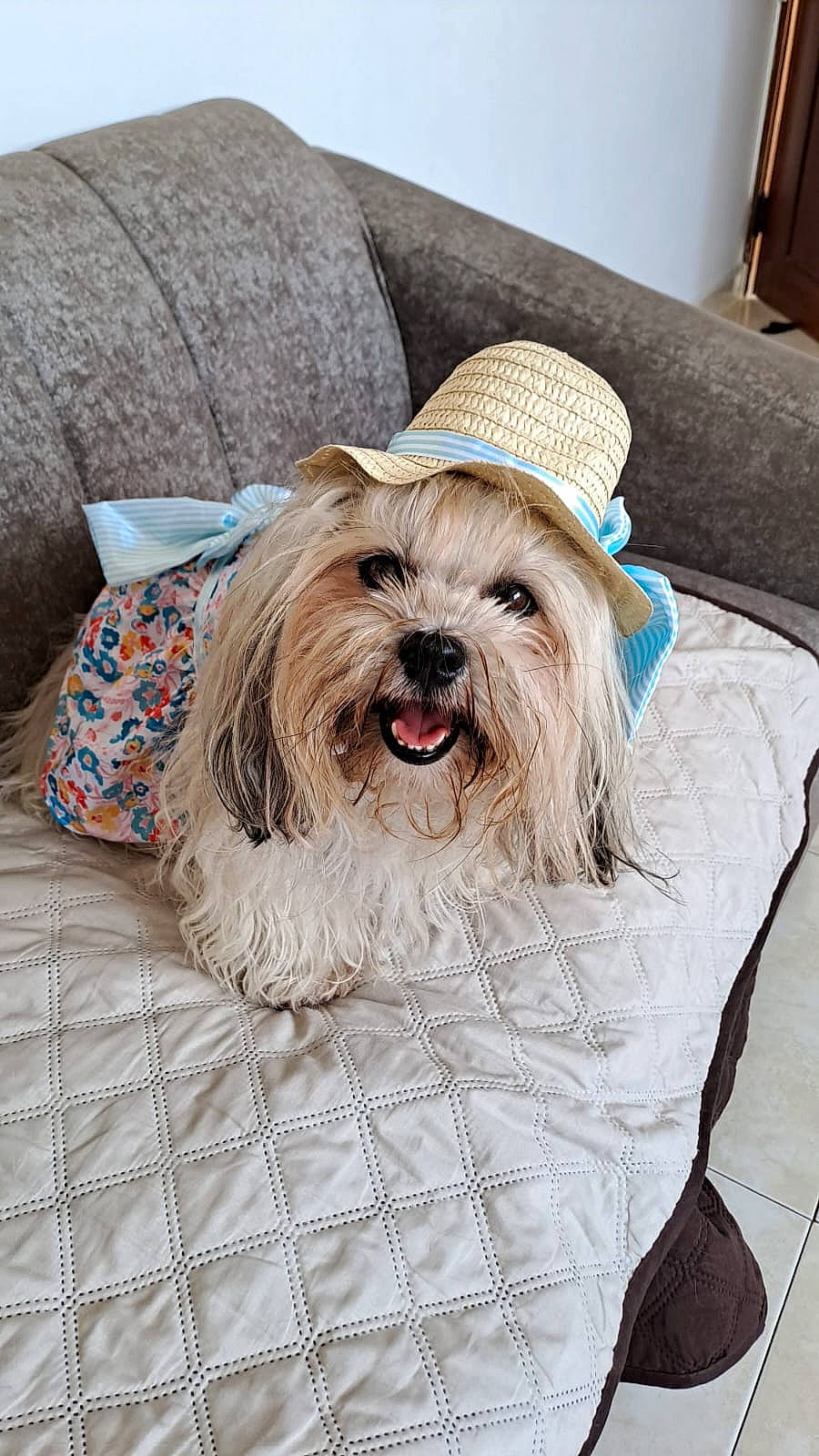 Abril is registered to the contest to win money with this photo: canidae, carnivore, collar, comfort, companion_dog, dog, dog_breed, dog_collar, dog_supply, fashion_accessory, fawn, fur, liver, pet_supply, small_terrier, snout, sporting_group, terrier, toy_dog, working_animal