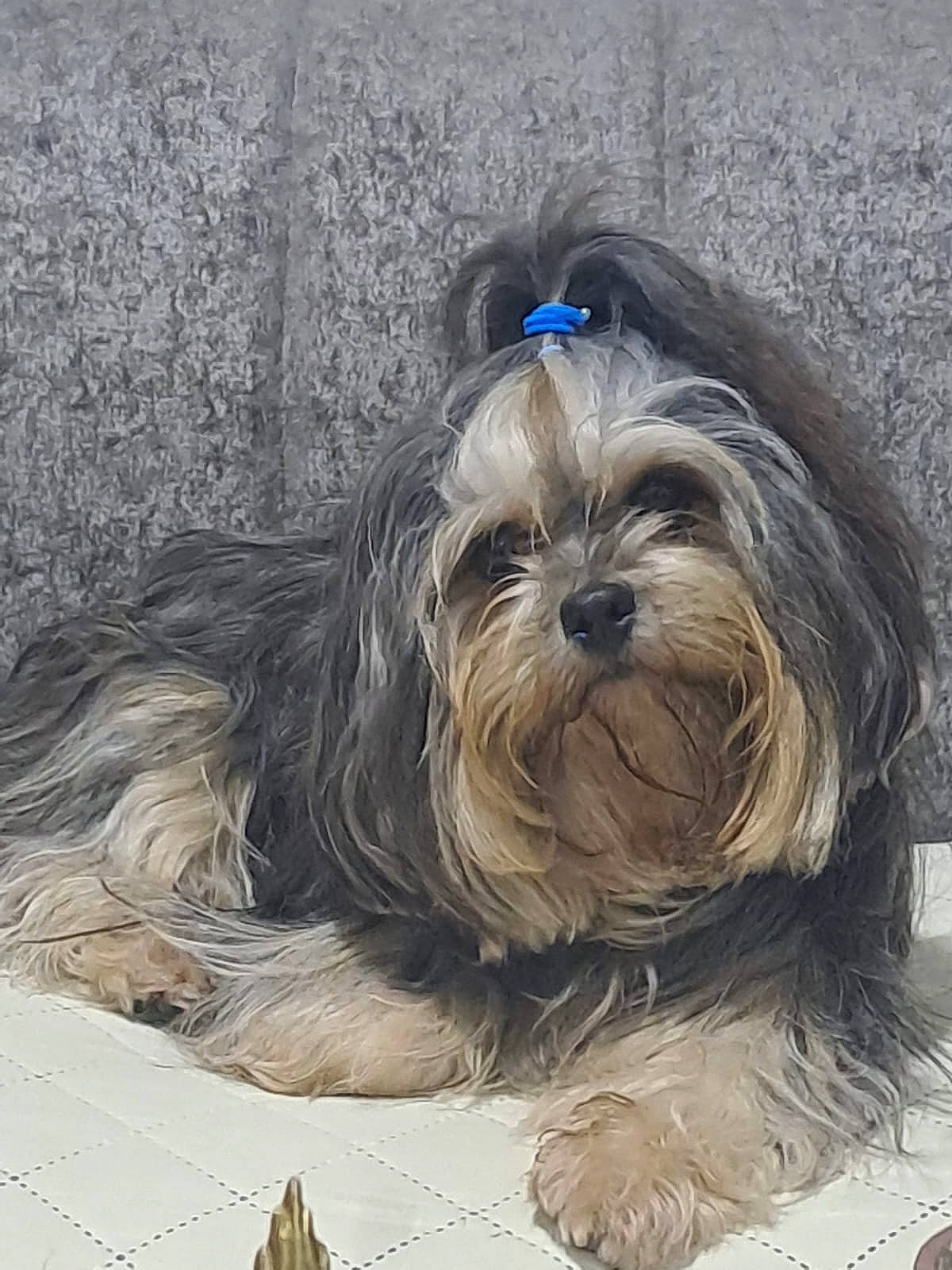 Emmy is registered to the contest to win money with this photo: ancient_dog_breeds, bearded_collie, biewer_terrier, canidae, carnivore, companion_dog, dog, dog_breed, dog_supply, fur, liver, maltepoo, puppy, shih_tzu, small_terrier, sporting_group, terrier, toy_dog, water_dog, working_animal