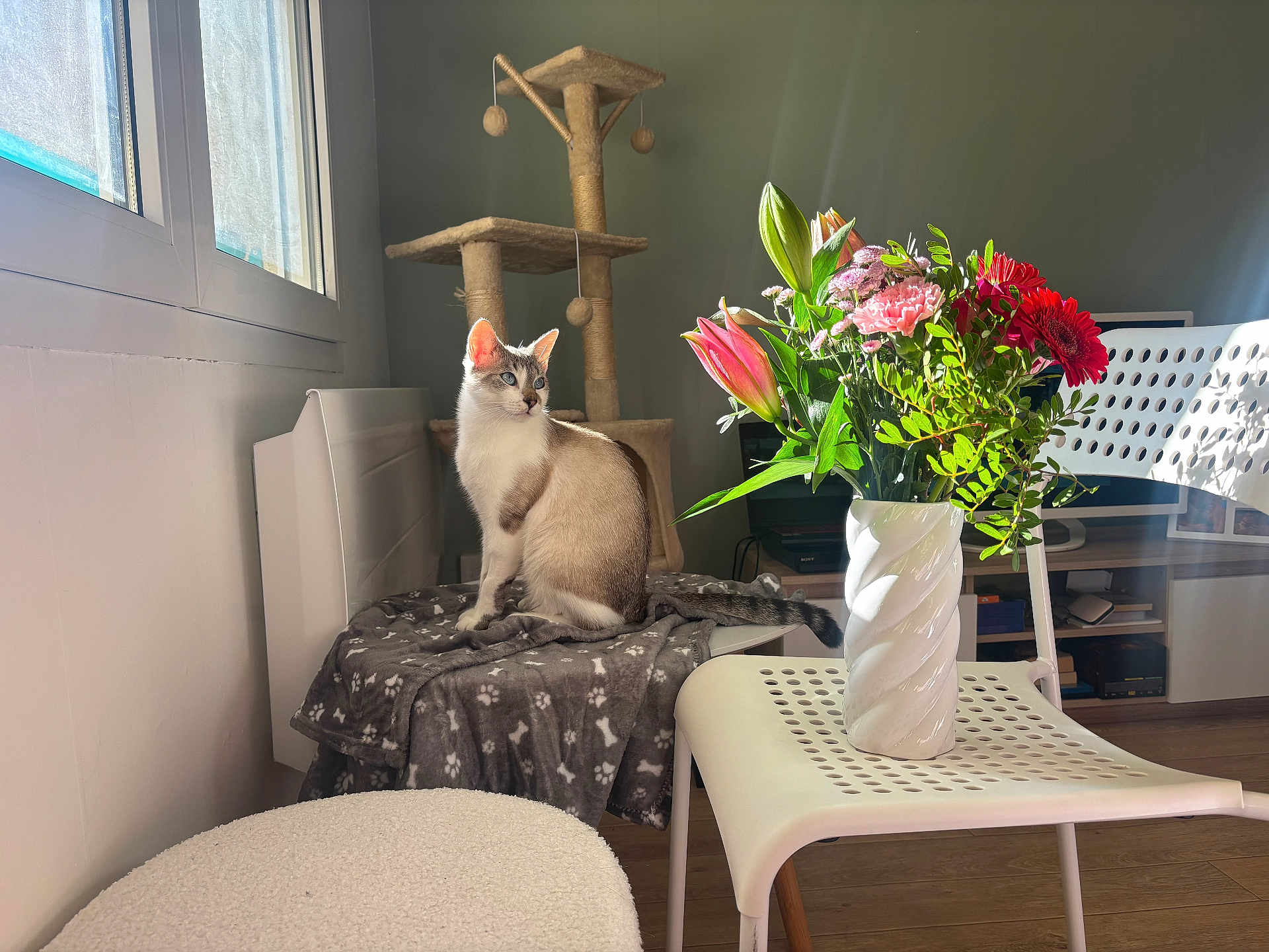 Mamoune a rejoint le concours — aidez-le/la à gagner de superbes lots ! cat, indoor, flower_vase, flowers, chair, blanket, sunlight, window, cat_tree, wooden_floor, modern_furniture, greenery, pink_flowers, red_flowers, white_vase, pet, cozy, decor, relaxation, home