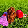 puppy, dog, curly_fur, brown_fur, outdoor, grass, lawn, sunlight, toy, plush_toy, red_ball, rope_toy, colorful, pet, sitting, portrait, playful, backyard, nature, cute