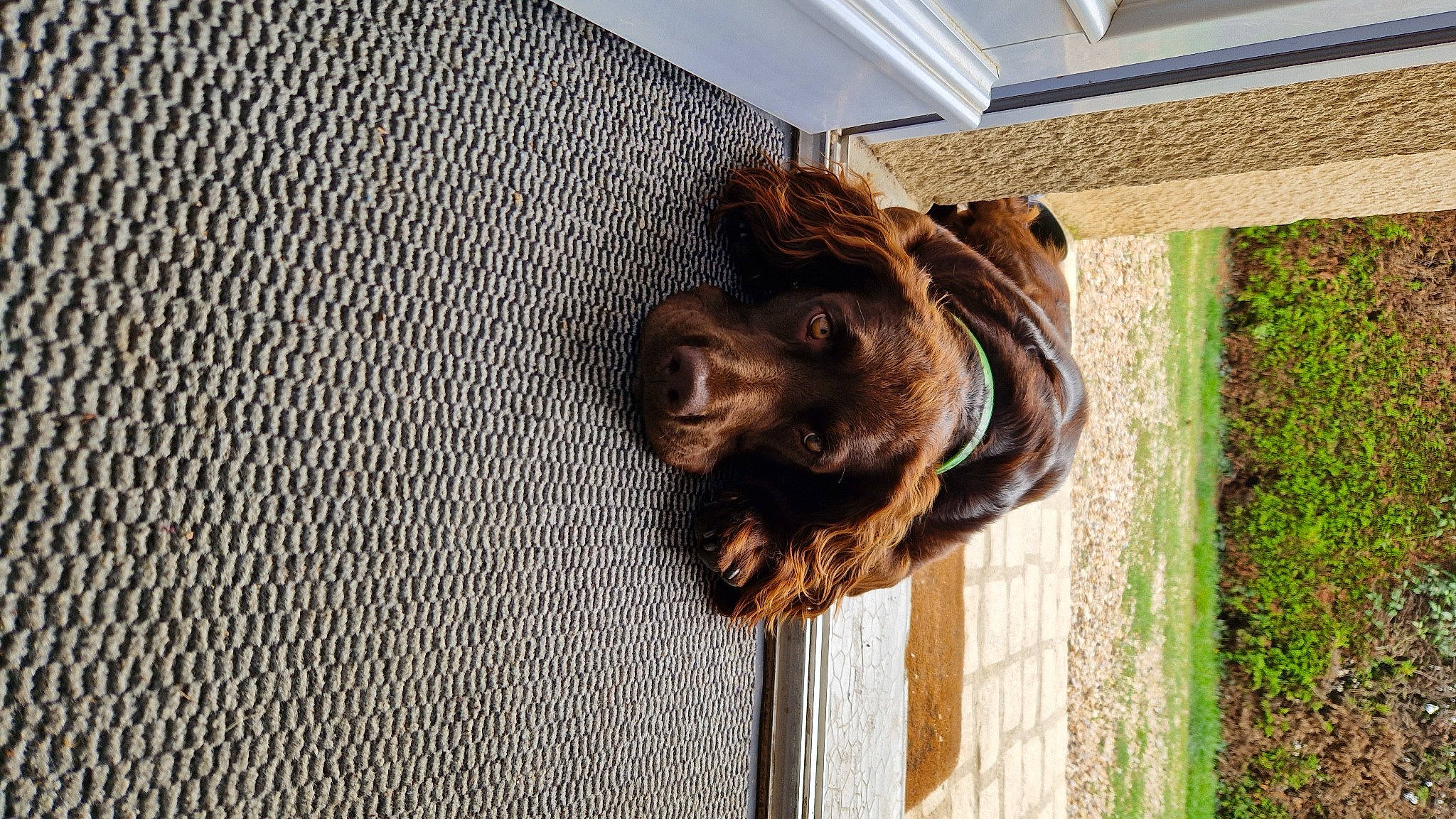 Triskel a rejoint le concours — aidez-le/la à gagner de superbes lots ! brown, canidae, carnivore, companion_dog, dog, dog_breed, door, fawn, liver, mammal, pet_supply, snout, spaniel, sporting_group, tail, tree, vertebrate, window, wood, working_animal