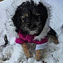Mocha is registered to the contest to win money with this photo: dog, puppy, snow, winter, coat, hood, fur, paws, pink_jacket, cute, outdoor, pet, portrait, close_up, cold, white_snow, eyes, whiskers, bundled_up, small_dog