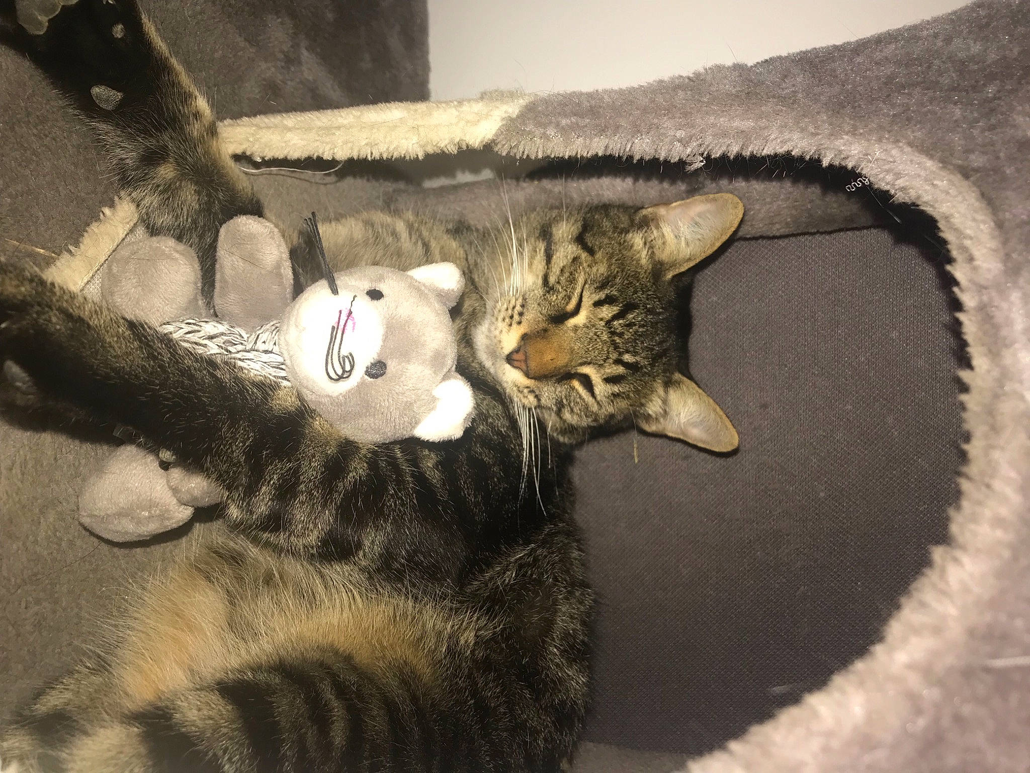 Azzaro a rejoint le concours — aidez-le/la à gagner de superbes lots ! carnivore, cat, cat_bed, cat_supply, claw, comfort, domestic_short_haired_cat, eye, fawn, felidae, fur, grey, monochrome, paw, small_to_medium_sized_cats, snout, tail, terrestrial_animal, whiskers, wildlife