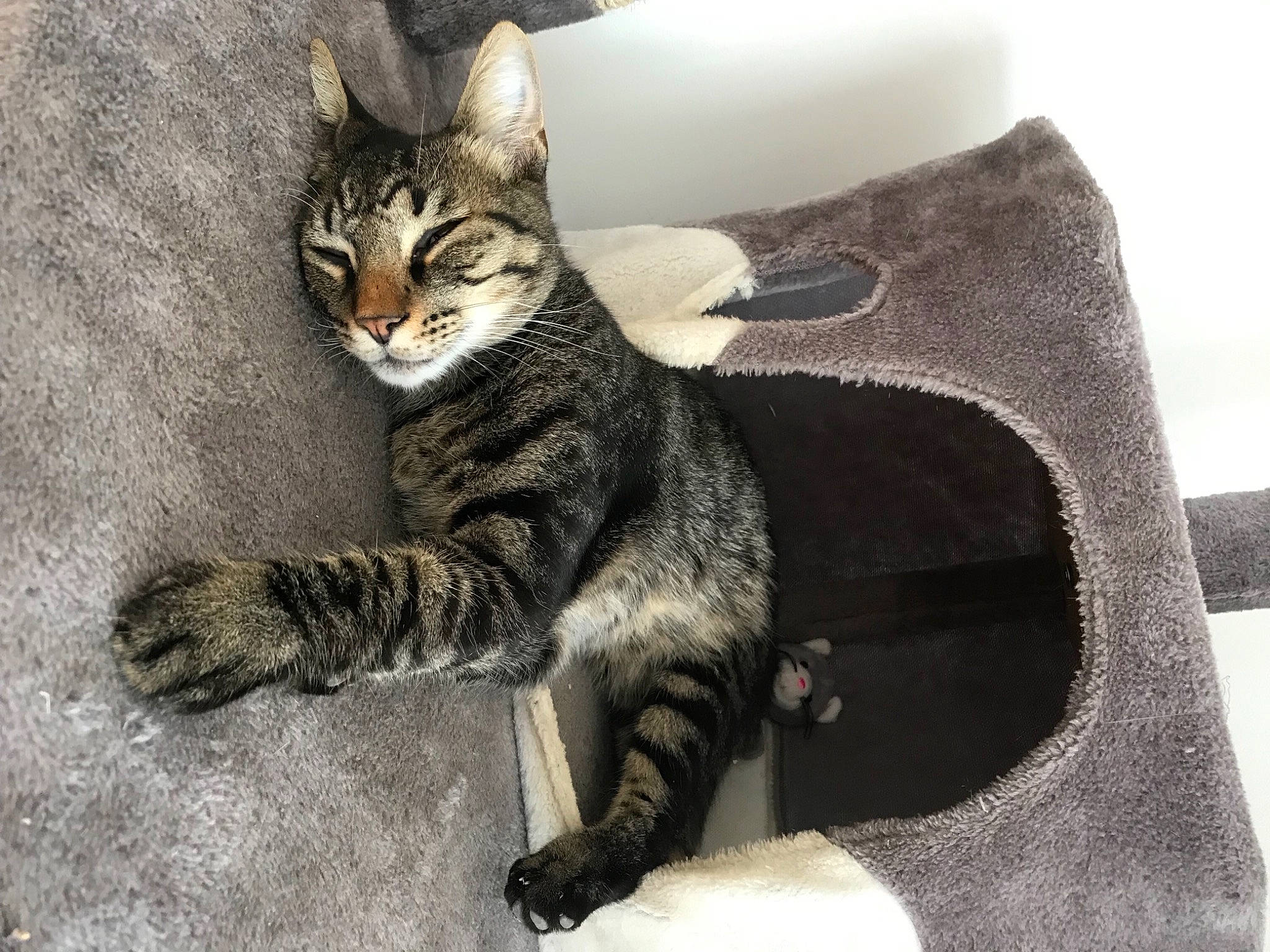 Azzaro participe au concours pour gagner de l'argent avec cette photo : carnivore, cat, cat_supply, claw, comfort, couch, domestic_short_haired_cat, eye, felidae, fur, grey, linens, paw, pillow, sitting, small_to_medium_sized_cats, snout, tail, terrestrial_animal, whiskers