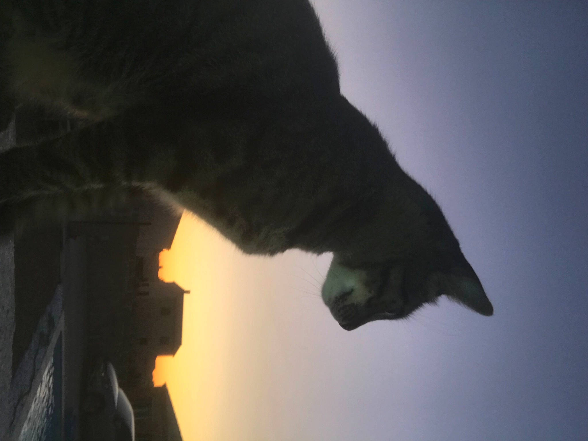 Azzaro a rejoint le concours — aidez-le/la à gagner de superbes lots ! art, backlighting, darkness, evening, felidae, fur, gesture, monument, night, plant, sculpture, shadow, silhouette, sky, tints_and_shades, tree