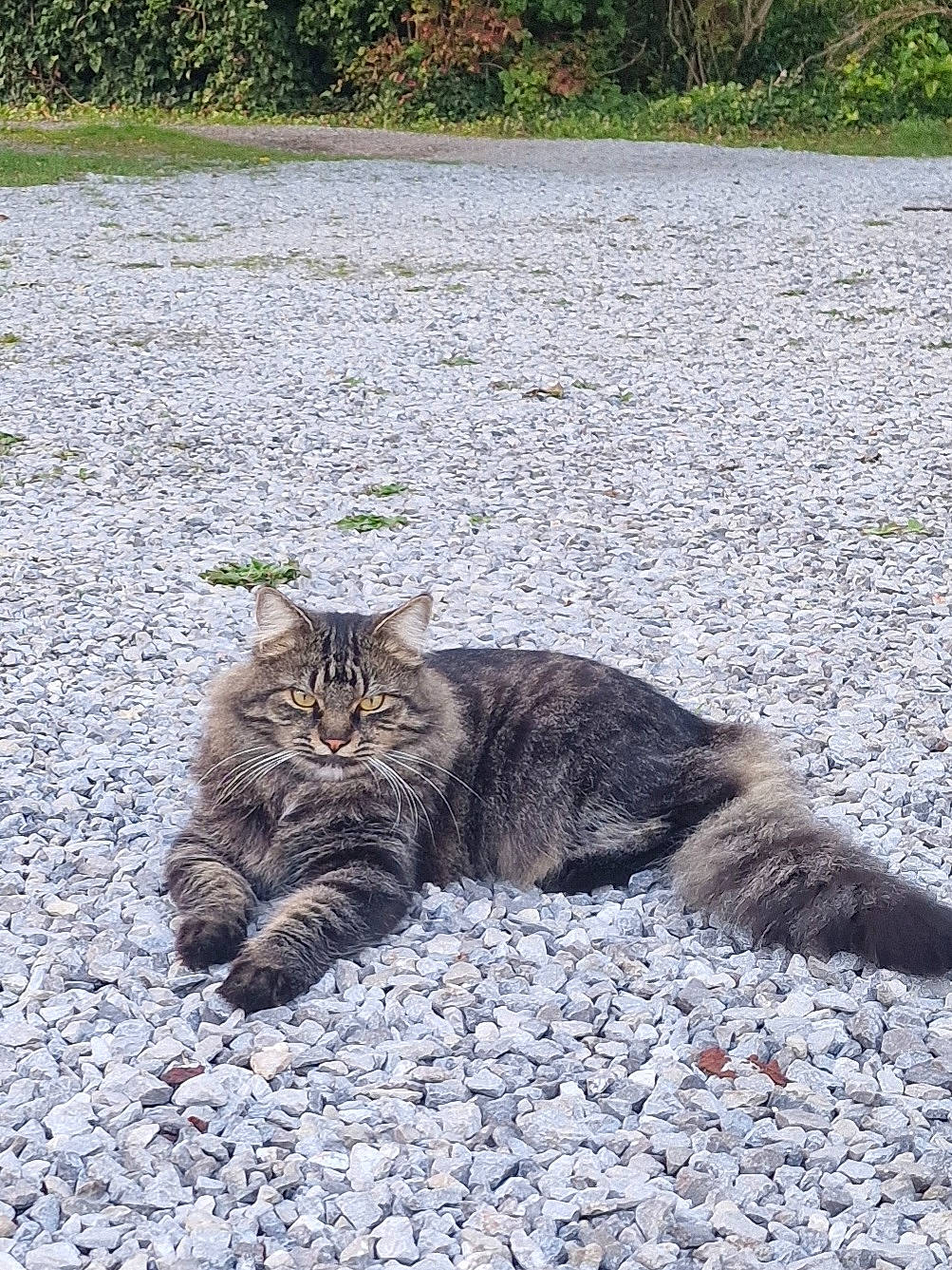 Charly a rejoint le concours — aidez-le/la à gagner de superbes lots ! asphalt, carnivore, cat, claw, domestic_short_haired_cat, fawn, felidae, fur, grass, paw, plant, road, road_surface, sand, small_to_medium_sized_cats, snout, soil, tail, terrestrial_animal, whiskers
