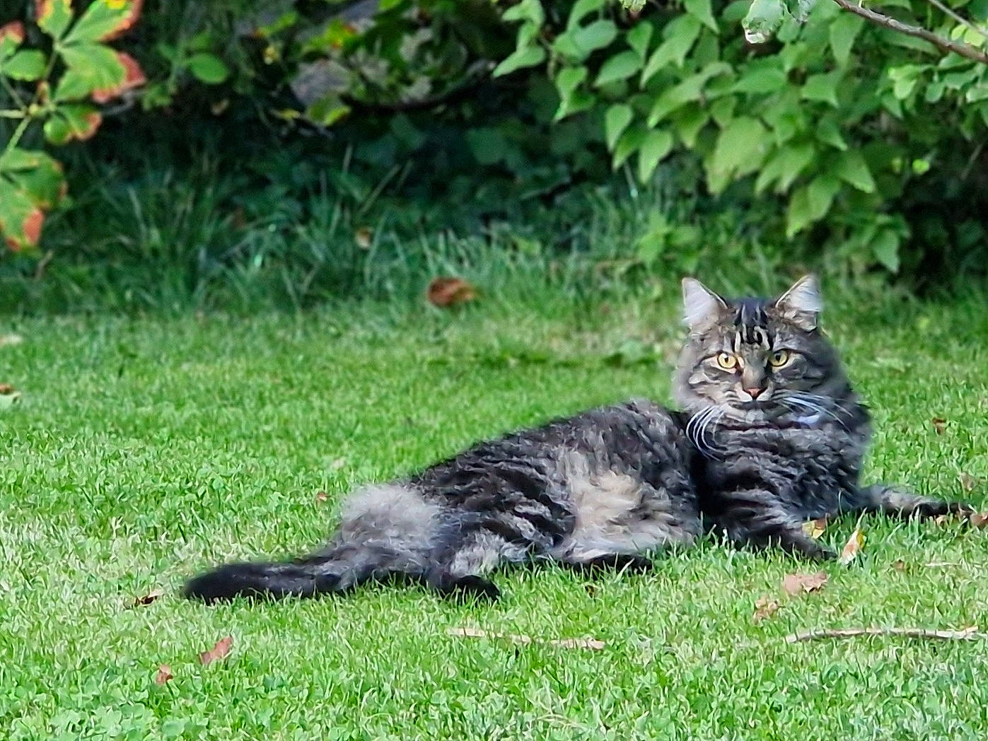 Charly participe au concours pour gagner de l'argent avec cette photo : carnivore, cat, domestic_short_haired_cat, felidae, fur, garden, grass, groundcover, lawn, plant, sitting, small_to_medium_sized_cats, snout, tail, terrestrial_animal, tree, whiskers, wildlife, yard