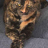 Ruby joined the competition — help win amazing prizes! cat, tortoiseshell_cat, feline, pet, animal, portrait, sitting, crossed_paws, yellow_eyes, whiskers, ears, fur, black_fur, orange_fur, gray_couch, indoor, home, close_up, alert, cute
