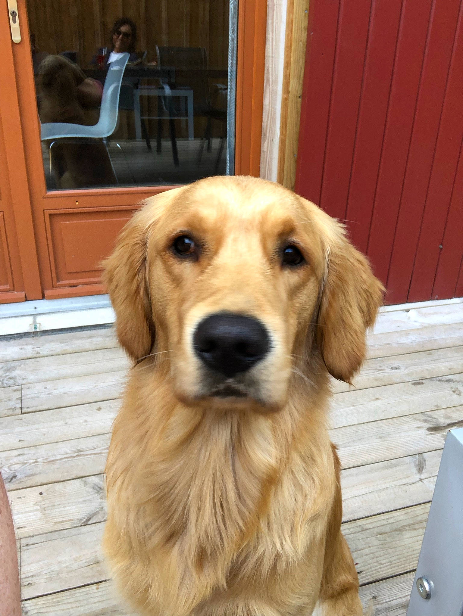 River a rejoint le concours — aidez-le/la à gagner de superbes lots ! canidae, carnivore, companion_dog, computer, dog, dog_breed, door, fawn, flooring, fur, gun_dog, hardwood, laptop, liver, retriever, snout, sporting_group, whiskers, wood, working_animal