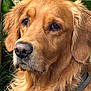 dog, golden_retriever, pet, close_up, portrait, animal, fur, outdoor, nature, greenery, canine, muzzle, ears, collar, whiskers, expression, face, nose, eyes, fluffy