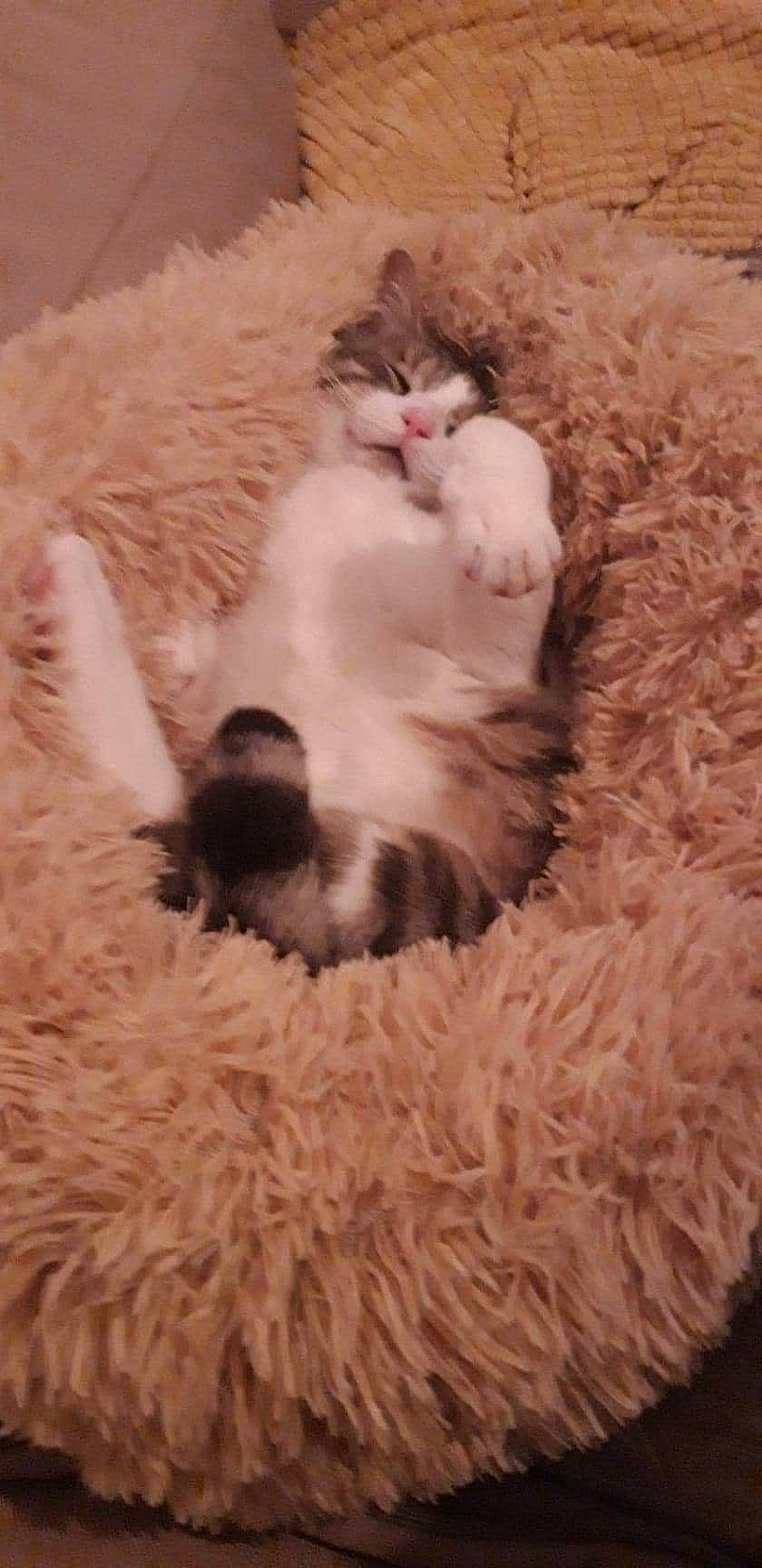 Michou participe au concours pour gagner de l'argent avec cette photo : british_longhair, carnivore, cat, claw, comfort, fawn, felidae, flooring, foot, fur, paw, sand, small_to_medium_sized_cats, snout, tail, terrestrial_animal, whiskers