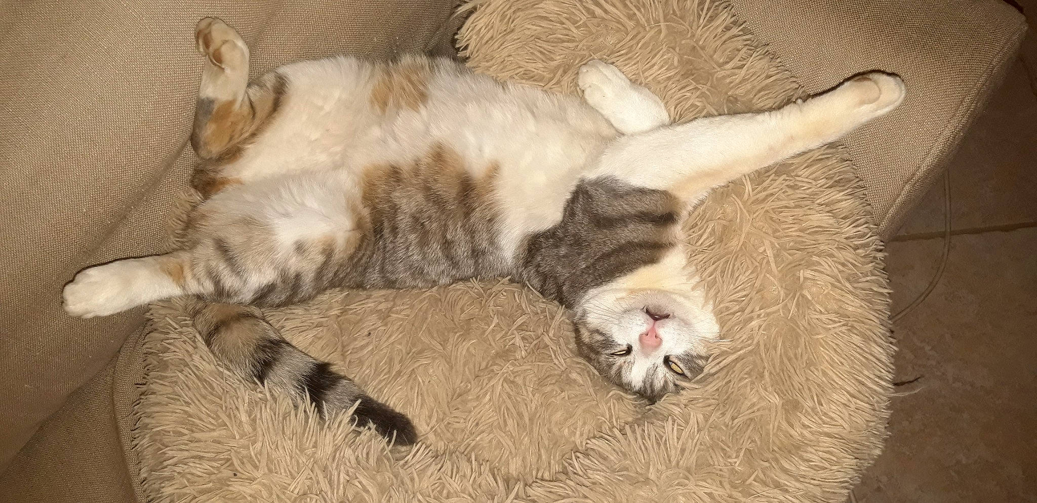 Michou a rejoint le concours — aidez-le/la à gagner de superbes lots ! carnivore, cat, claw, comfort, domestic_short_haired_cat, fawn, felidae, fur, nap, paw, sleep, small_to_medium_sized_cats, snout, tail, terrestrial_animal, whiskers