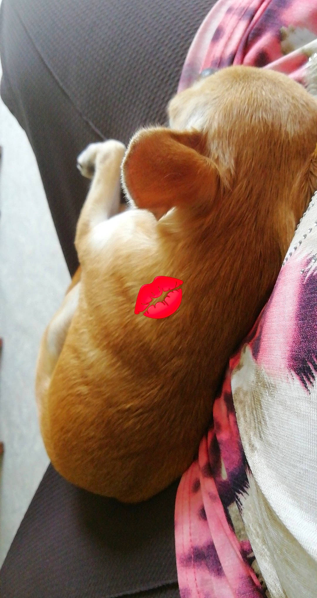 NoÉ a rejoint le concours — aidez-le/la à gagner de superbes lots ! canidae, carnivore, chihuahua, companion_dog, ear, fawn, pembroke_welsh_corgi, puppy, tail, welsh_corgi