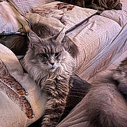 Izabel participe au concours pour gagner de l'argent avec cette photo : animal, blanket, cat, couch, cushions, face, feline, fluffy, gray_cat, green_eyes, home, indoor, long_hair, lounging, lying_down, pet, pointed_ears, portrait, relaxed, whiskers