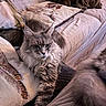 animal, blanket, cat, couch, cushions, face, feline, fluffy, gray_cat, green_eyes, home, indoor, long_hair, lounging, lying_down, pet, pointed_ears, portrait, relaxed, whiskers