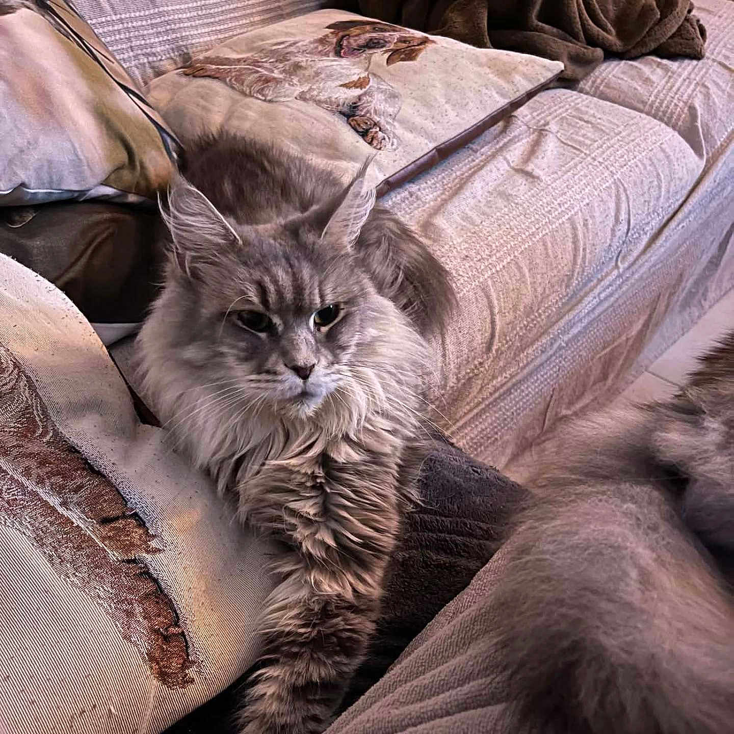 Izabel participe au concours pour gagner de l'argent avec cette photo : animal, blanket, cat, couch, cushions, face, feline, fluffy, gray_cat, green_eyes, home, indoor, long_hair, lounging, lying_down, pet, pointed_ears, portrait, relaxed, whiskers