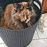 animal, basket, black_basket, cat, curious, domestic, ears, eyes, feline, floor, fur, household, indoor, mirror, pet, reflection, sitting, tile_floor, tortoiseshell, whiskers