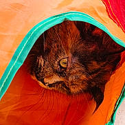 Ranya a rejoint le concours — aidez-le/la à gagner de superbes lots ! animal, cat, closeup, colorful, curious, eye, fabric, floor, fur, head, indoor, orange, pet, playful, red, stitching, texture, tile, tunnel, whiskers