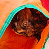 animal, cat, closeup, colorful, curious, eye, fabric, floor, fur, head, indoor, orange, pet, playful, red, stitching, texture, tile, tunnel, whiskers