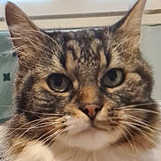 Bounty a rejoint le concours — aidez-le/la à gagner de superbes lots ! cat, tabby_cat, animal, pet, close_up, portrait, face, whiskers, ears, eyes, nose, fur, striped_fur, brown, white, indoor, bathroom, looking_at_camera, feline, cute