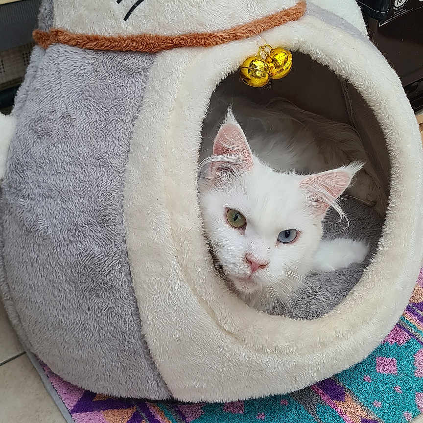 Urielle a rejoint le concours — aidez-le/la à gagner de superbes lots ! cat, cat_house, plush, white_cat, heterochromia, blue_eye, green_eye, pet, animal, indoor, cozy, cute, smiling_cat_figure, carpet, colorful, floor_tile, bells, soft, resting, looking