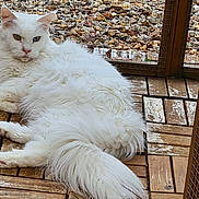 Urielle a rejoint le concours — aidez-le/la à gagner de superbes lots ! cat, white_cat, fluffy, heterochromia, blue_eye, yellow_eye, wooden_deck, outdoor, pet, relaxed, feline, tongue_out, mesh_enclosure, resting, animal, fur, whiskers, claws, nature, daylight