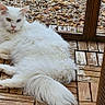 cat, white_cat, fluffy, heterochromia, blue_eye, yellow_eye, wooden_deck, outdoor, pet, relaxed, feline, tongue_out, mesh_enclosure, resting, animal, fur, whiskers, claws, nature, daylight